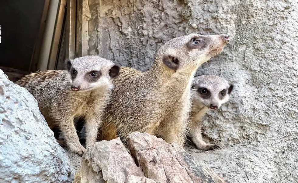 高雄旅遊景點全攻略~壽山動物園